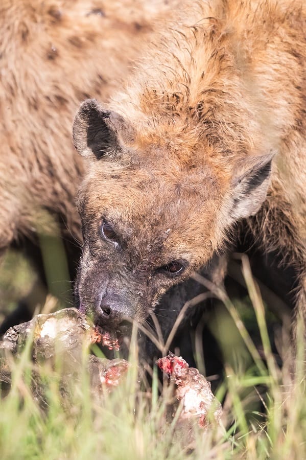 Hyène en plein repas dans la savane