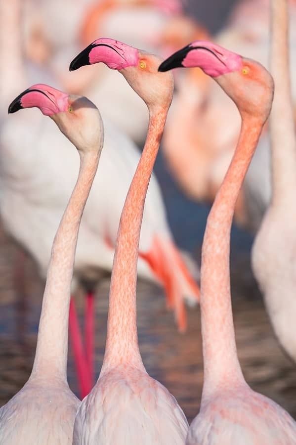 Mâles flamant rose faisant la parade