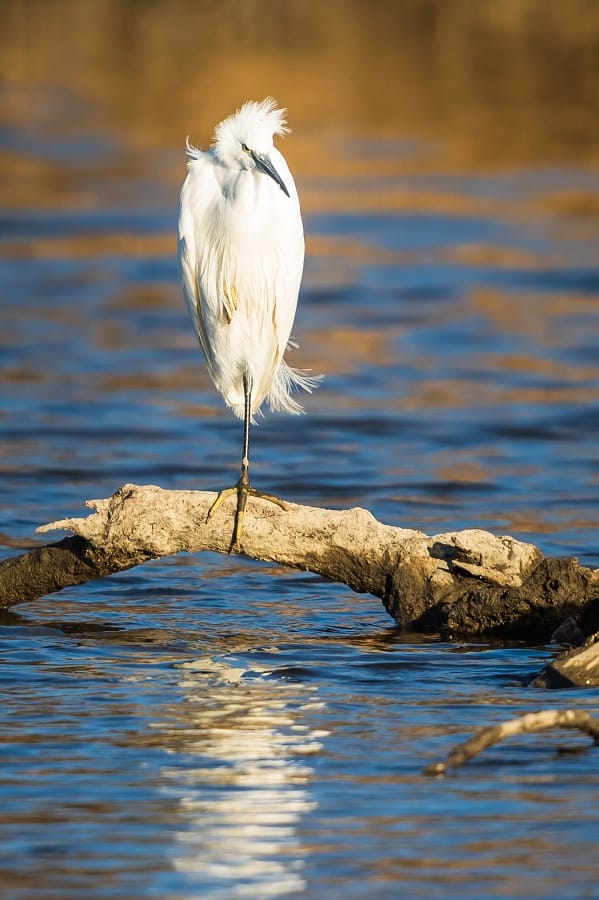 grande aigrette au repos sur une branche