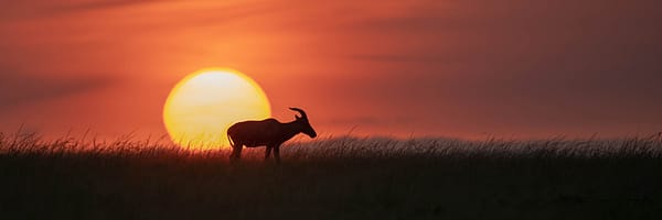 Lever de soleil avec topi