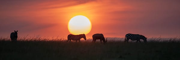 Lever de soleil avec zèbres et topi