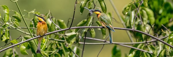 Guêpiers nains sur une branche avec une proie