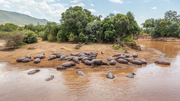 Groupe d'hippopotames amphibie sur une plage