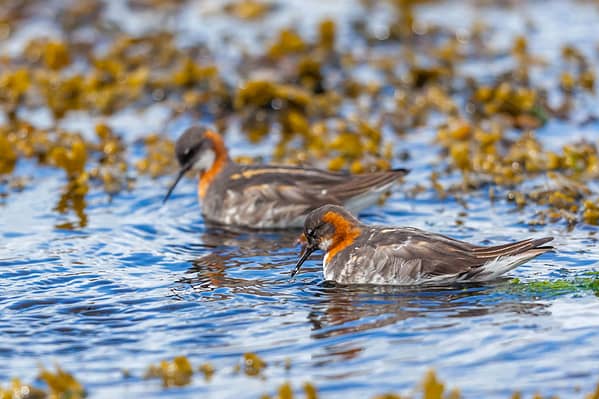 Phalaropes à bec étroit dans les algues