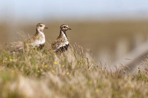 Couple de pluviers dorés en bord de sentier