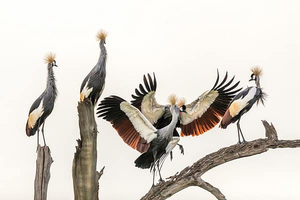 Groupe de grues royales