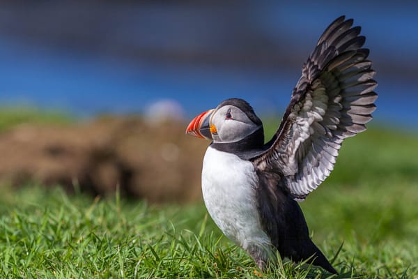 Macareux moine de profil, dans l'herbe, avec les ailes déployées