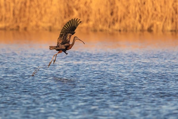 envol d'un ibis falcinelle