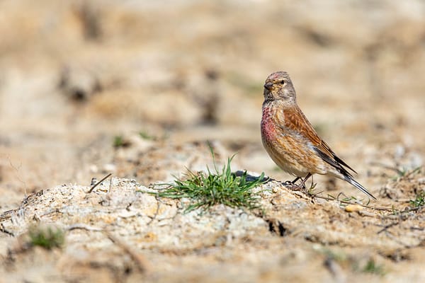 Linotte mélodieuse sur une terre aride