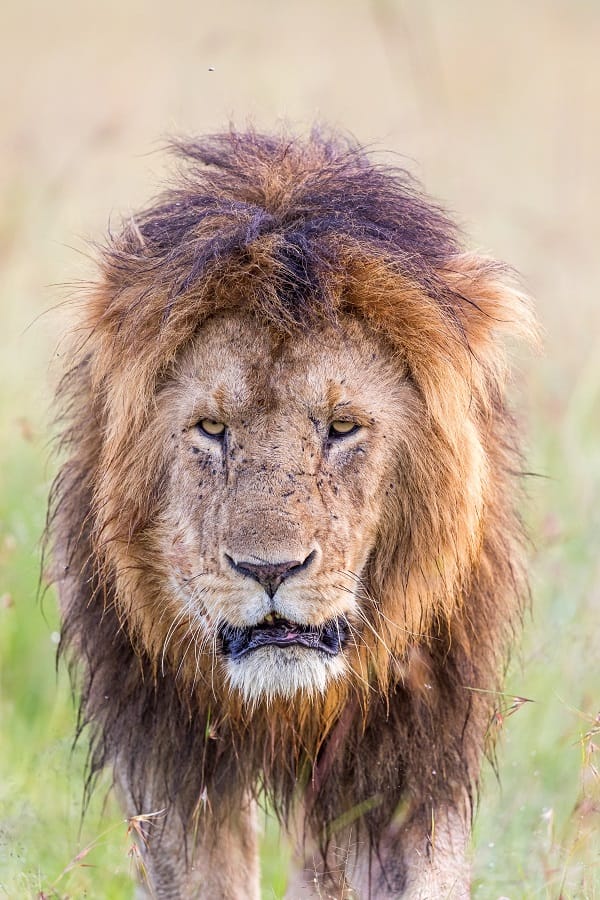 lion marchant dans la plaine humide