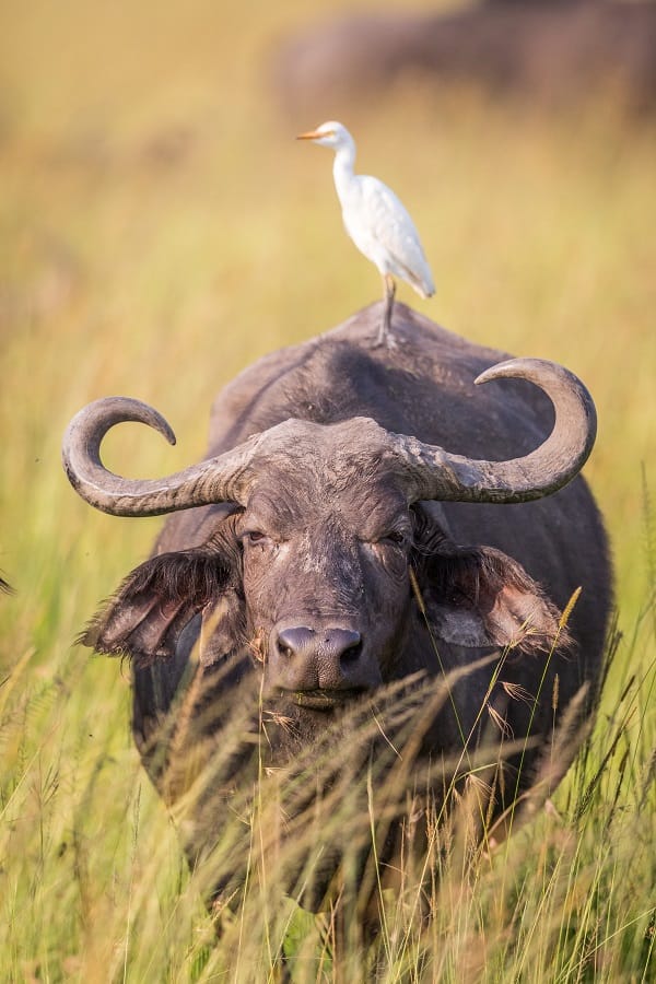 Buffle d'Afrique et héron garde bœuf dans une plaine de graminées