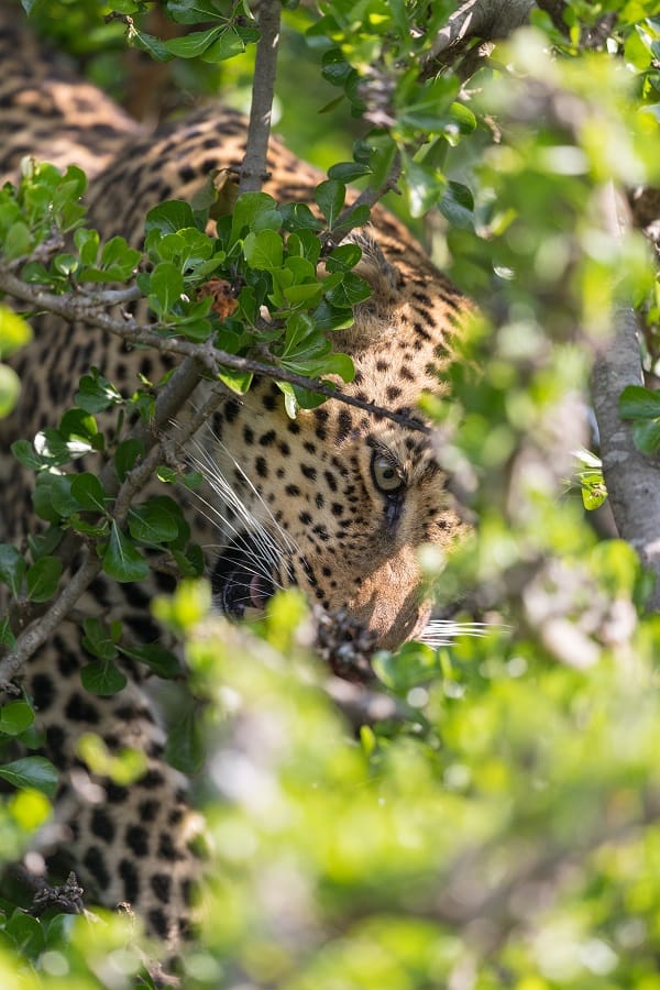 Léopard dans un arbre