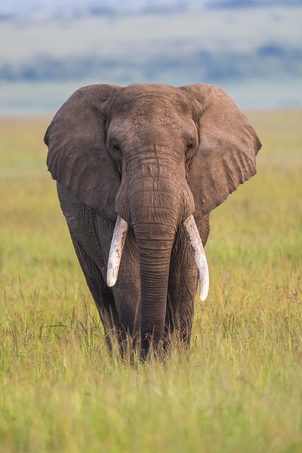 Un éléphant de face dans la savane