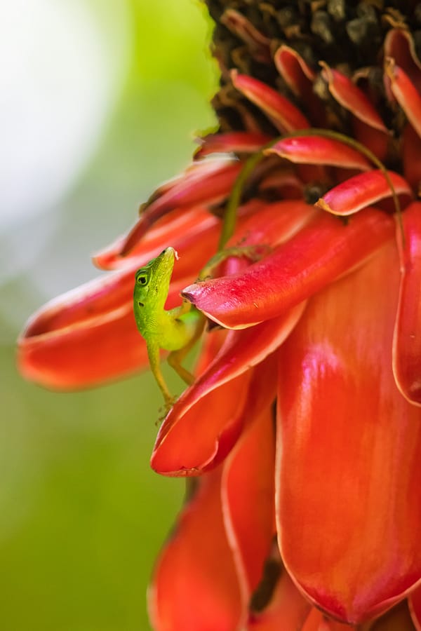 Anolis sur une rose de porcelaine