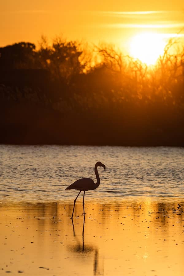 flamant rose marchant dans le coucher de soleil