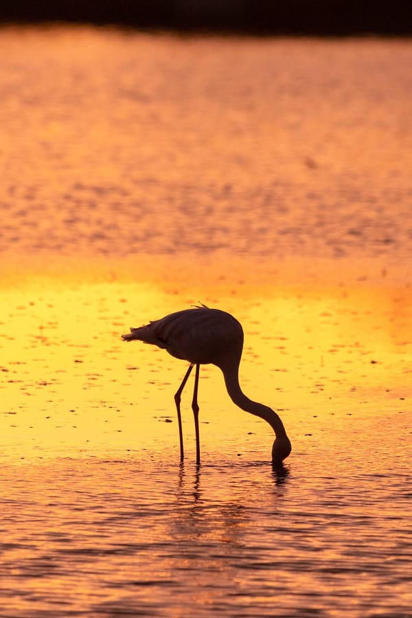 flamant rose se nourrissant dans le coucher de soleil