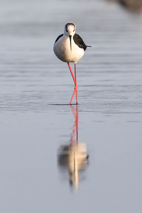 Echasse blanche de face dans un étang