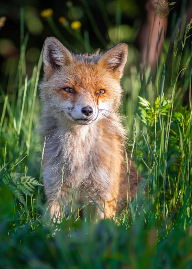 renard posé en bordure de forêt