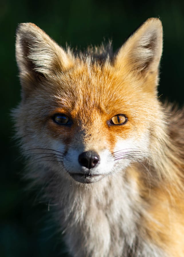 Portrait de renard