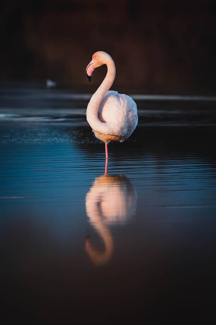 Flamant rose au repos