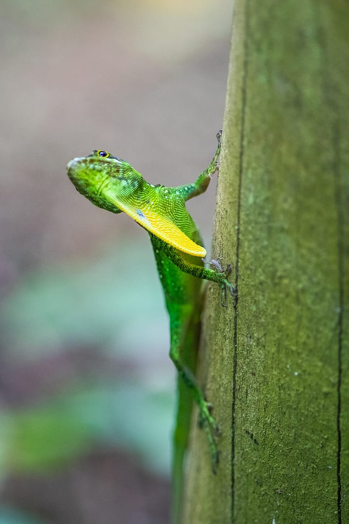 Mâle anolis déployant son fanon