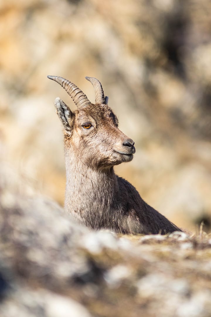 Jeune Bouquetin des Alpes