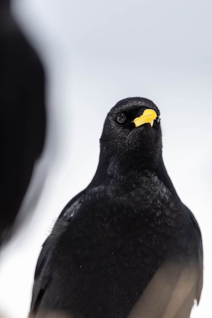 Portrait de chocard à bec jaune