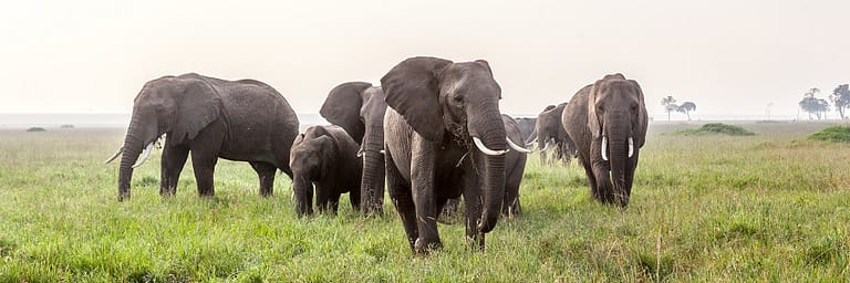 groupe d'éléphants se nourrissant au petit matin