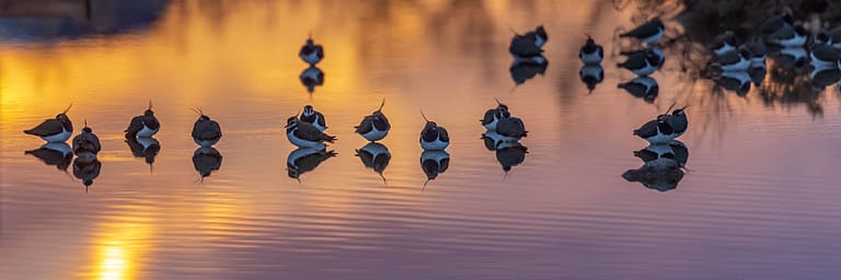 Vanneaux huppés au coucher de soleil