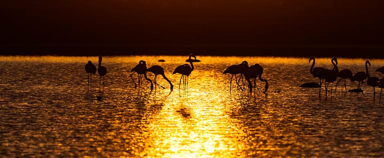 flamants roses au coucher de soleil