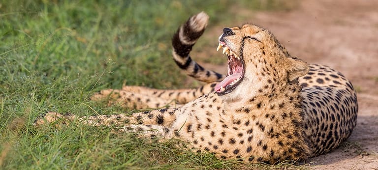 guépard couché qui baille sur le chemin