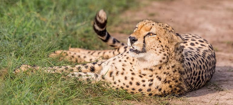 guépard couché sur le chemin