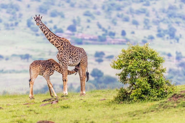 Une girafe avec son petit en train de téter