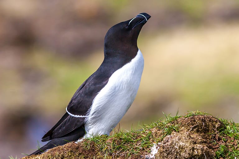 pingouin torda dans l'herbe