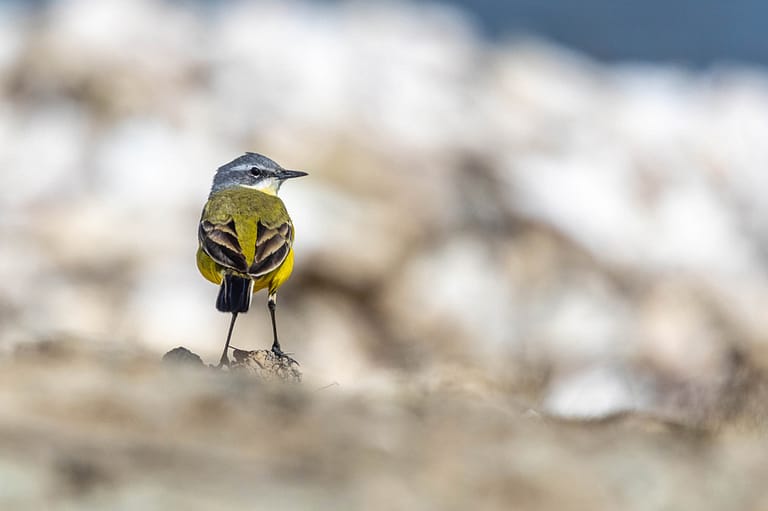 Bergeronnette printanière sur une terre aride