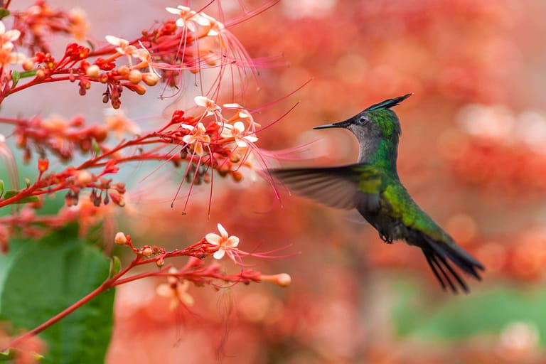 colibri