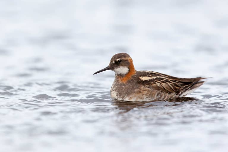 Phalarope à bec étroit