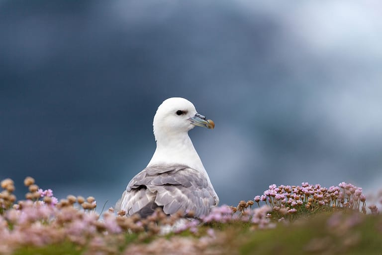 Fulmar boréal dans les falaises fleuries