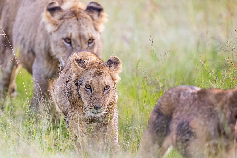 lionceau et lionnes marchant dans la plaine humide