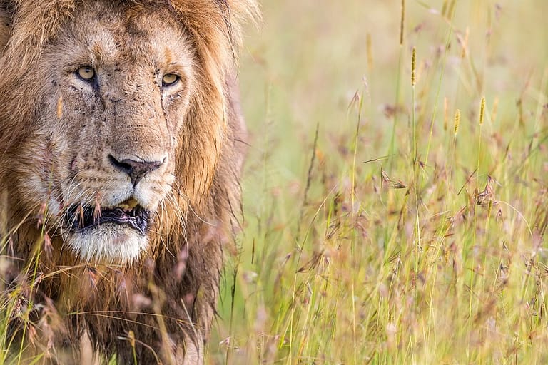 Portrait de lion dans les graminées