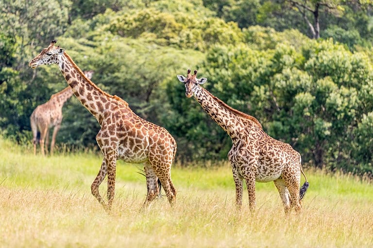 Groupe de girafes se déplaçant dans la plaine