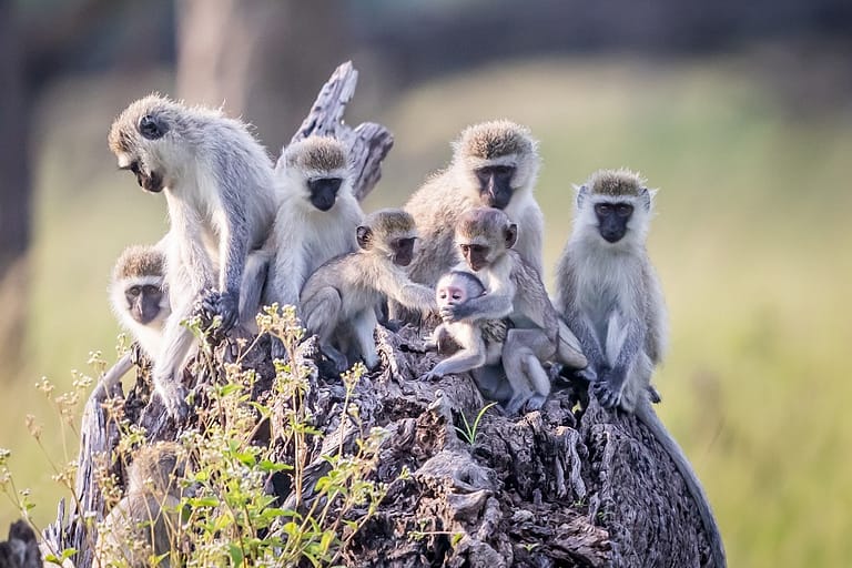 Groupe de vervets sur une souche