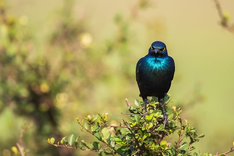 Choucador à oreillons bleus perché sur un arbuste