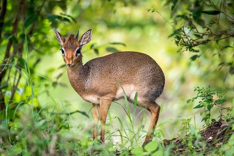 Dik dik dans la forêt