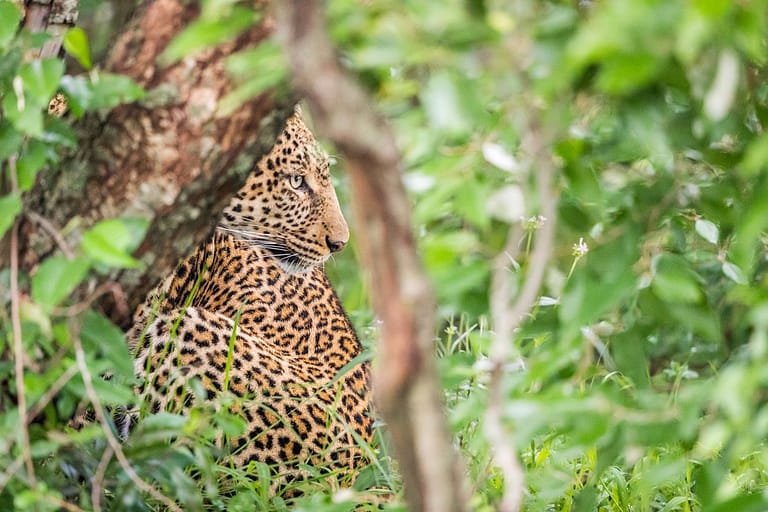 Léopard aux aguets dans la forêt