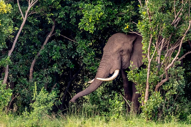 Un éléphant dans la forêt