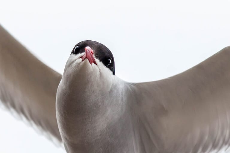 Portrait de sterne arctique en vol