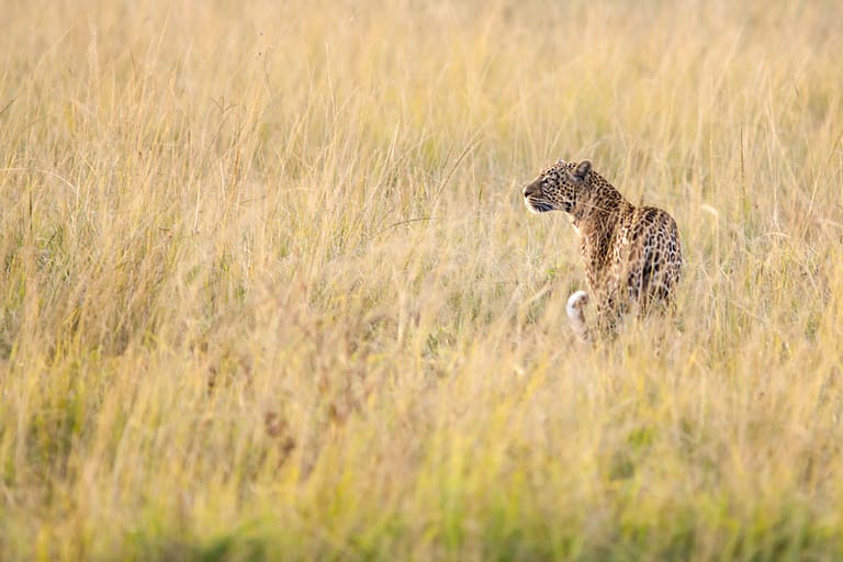 Femelle léopard en observation dans une plaine de la réserve nationale du Masaï Mara