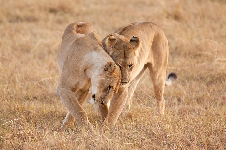 Tendresse entre lionnes