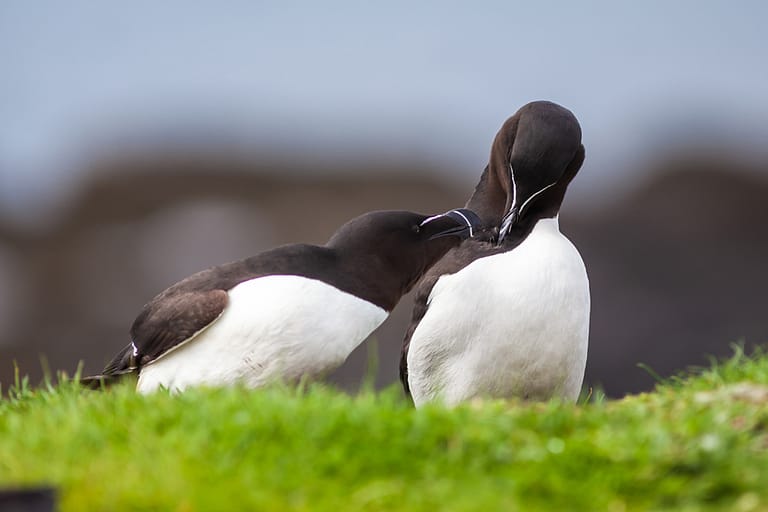 Parade de pingouins torda dans l'herbe